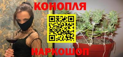 стафф Кингисепп