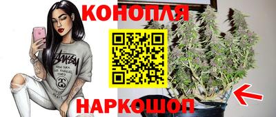стафф Кингисепп